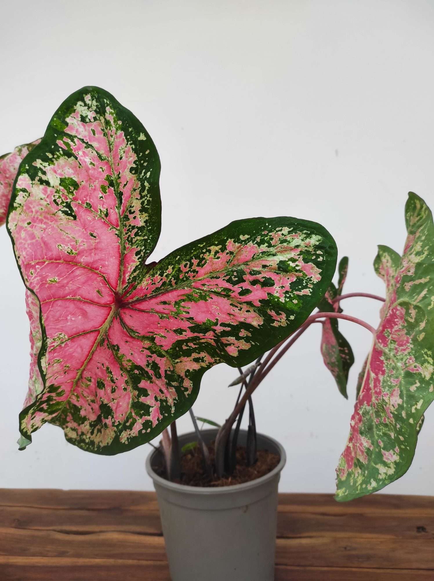 Caladium 'Pink Beauty'