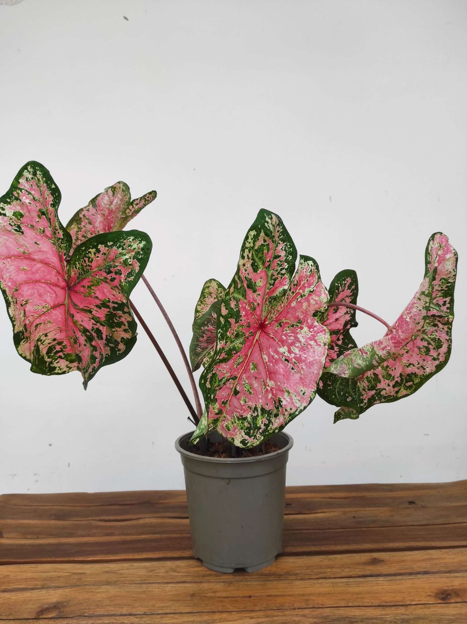 Caladium 'Pink Beauty' - Image 2