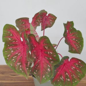 Caladium 'Red Flash'