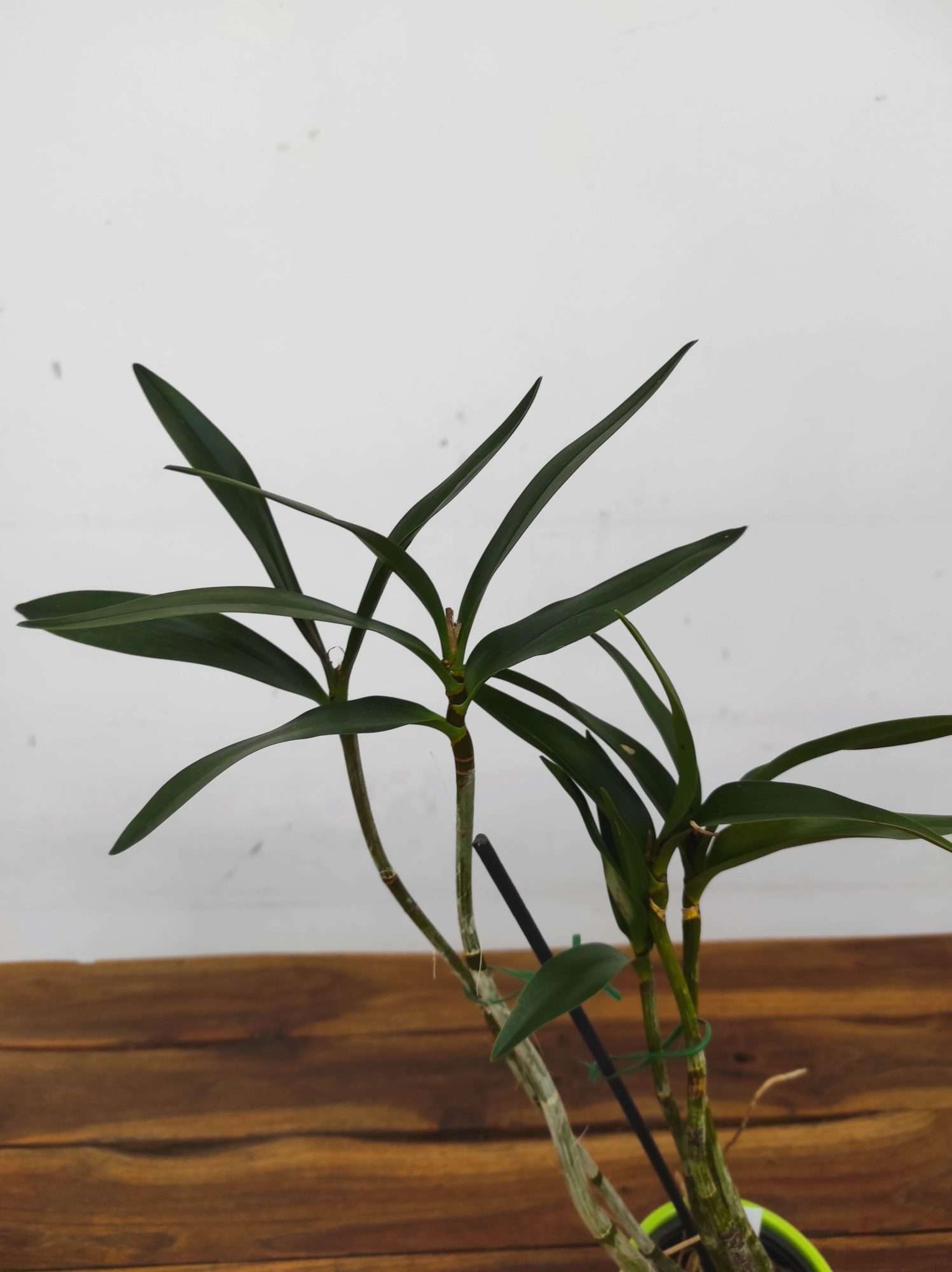 Dendrobium Delicatum - Sem Flor - Image 3