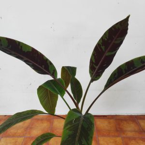 Musa 'Acuminata Zebrina'