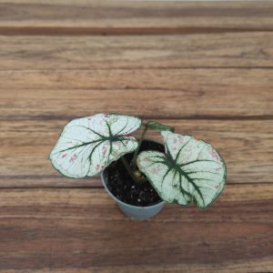 Caladium 'Kelly' -V.6