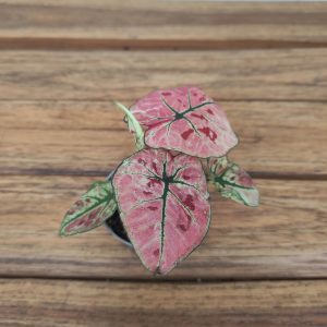 Caladium 'Scarlet Girl' - V.6