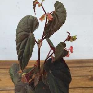Begonia 'Black Bloodie'