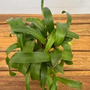 Polystachya Pubescens 'Sem Flor' - V.9
