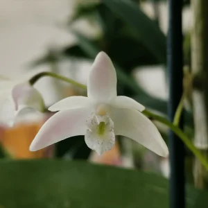 Dendrobium Delicatum - Sem Flor