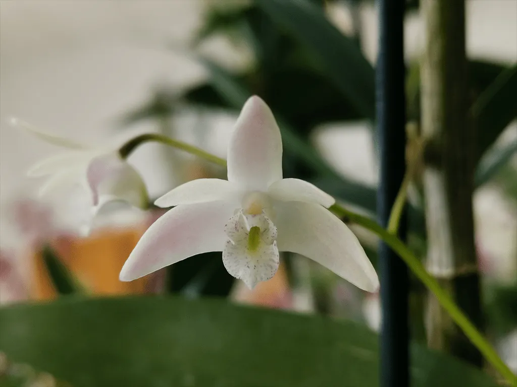 Dendrobium Delicatum - Sem Flor