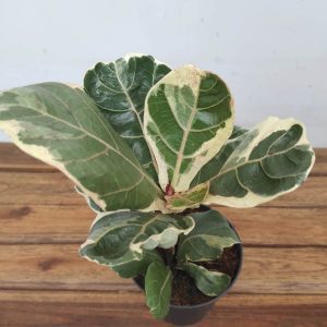 Ficus Lyrata Yvora