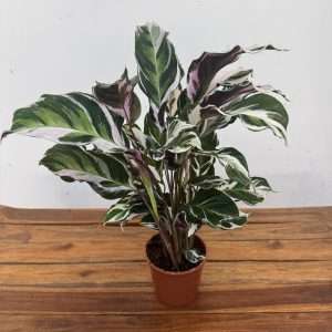 Calathea White Fusion V.14
