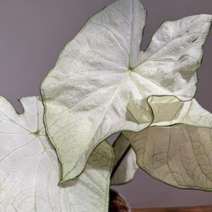 Caladium 'Florida Moonlight'