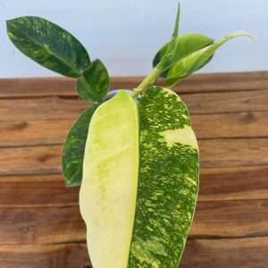 Philodendron Domesticum 'Variegata' - V.12