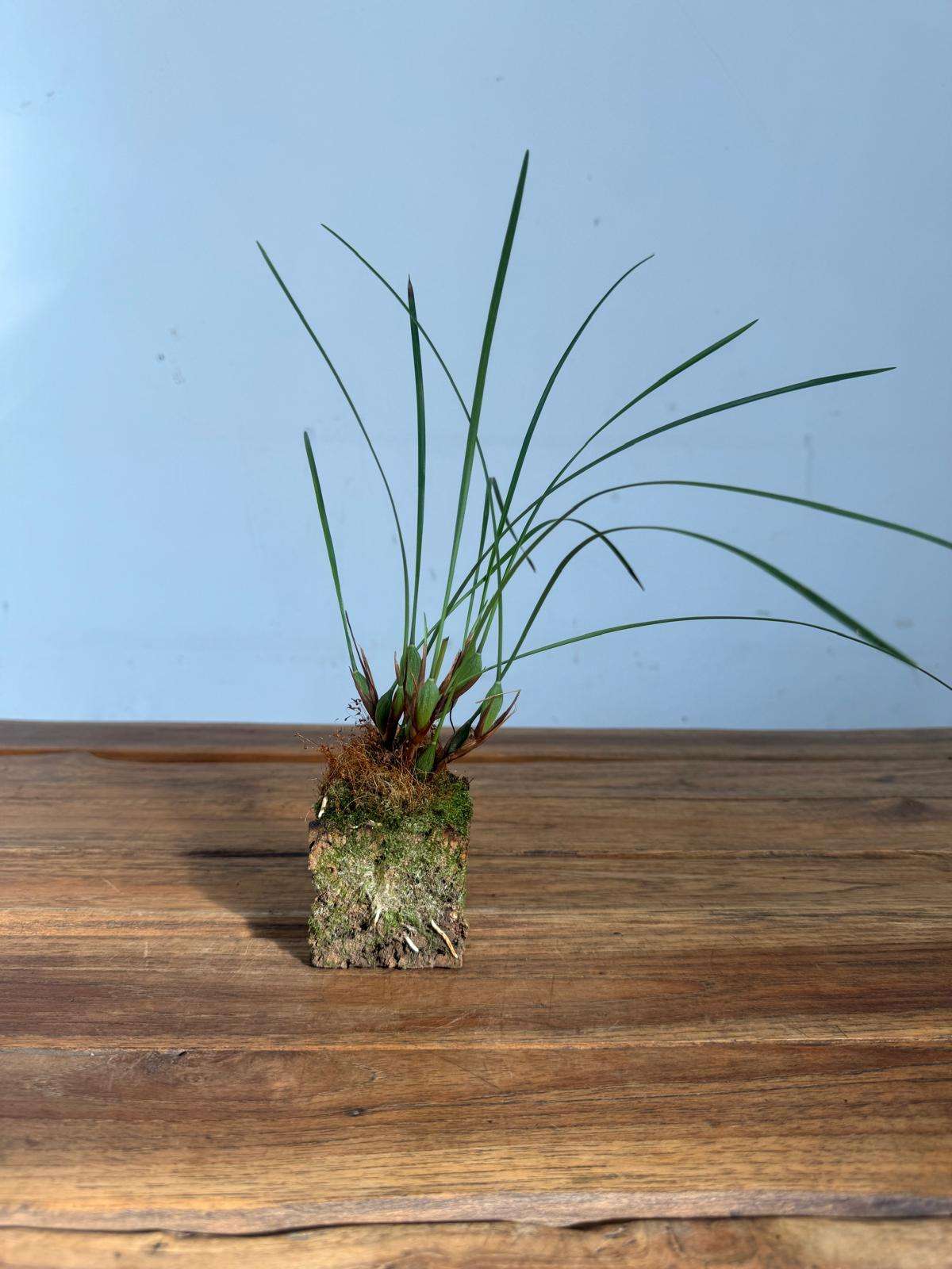 Maxillaria Astrosanguinea - Image 2