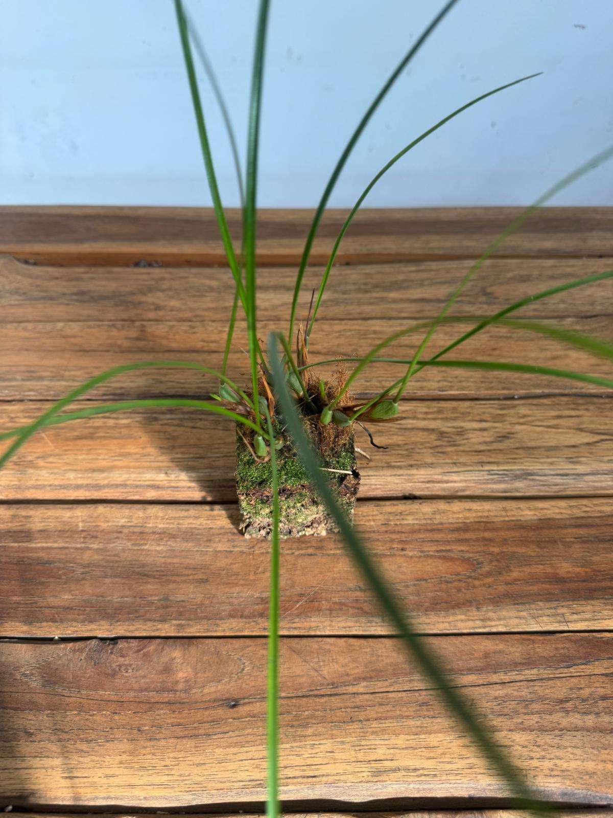 Maxillaria Astrosanguinea