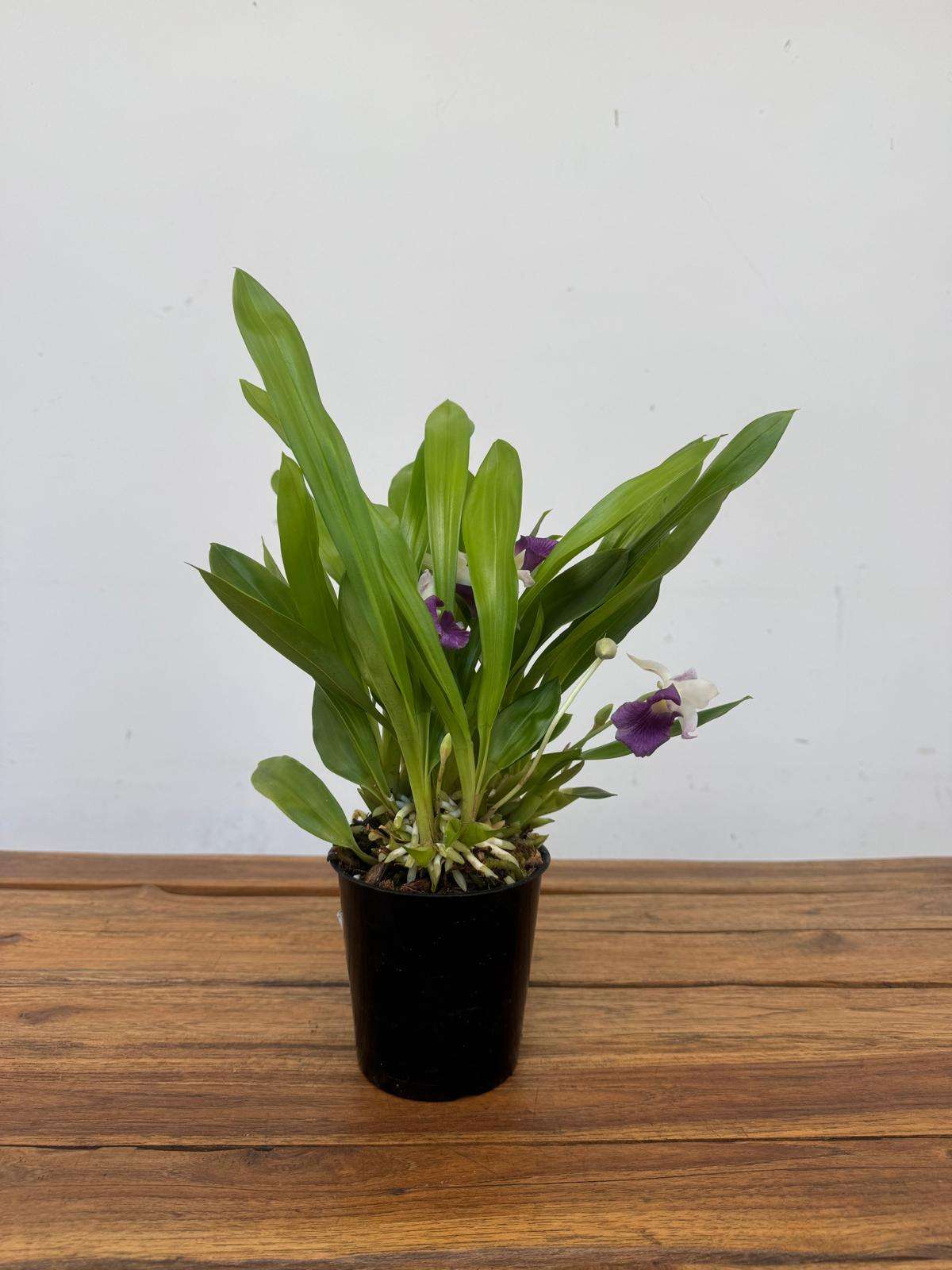 Cochleanthes 'Hybrid' - V.12 - Image 2