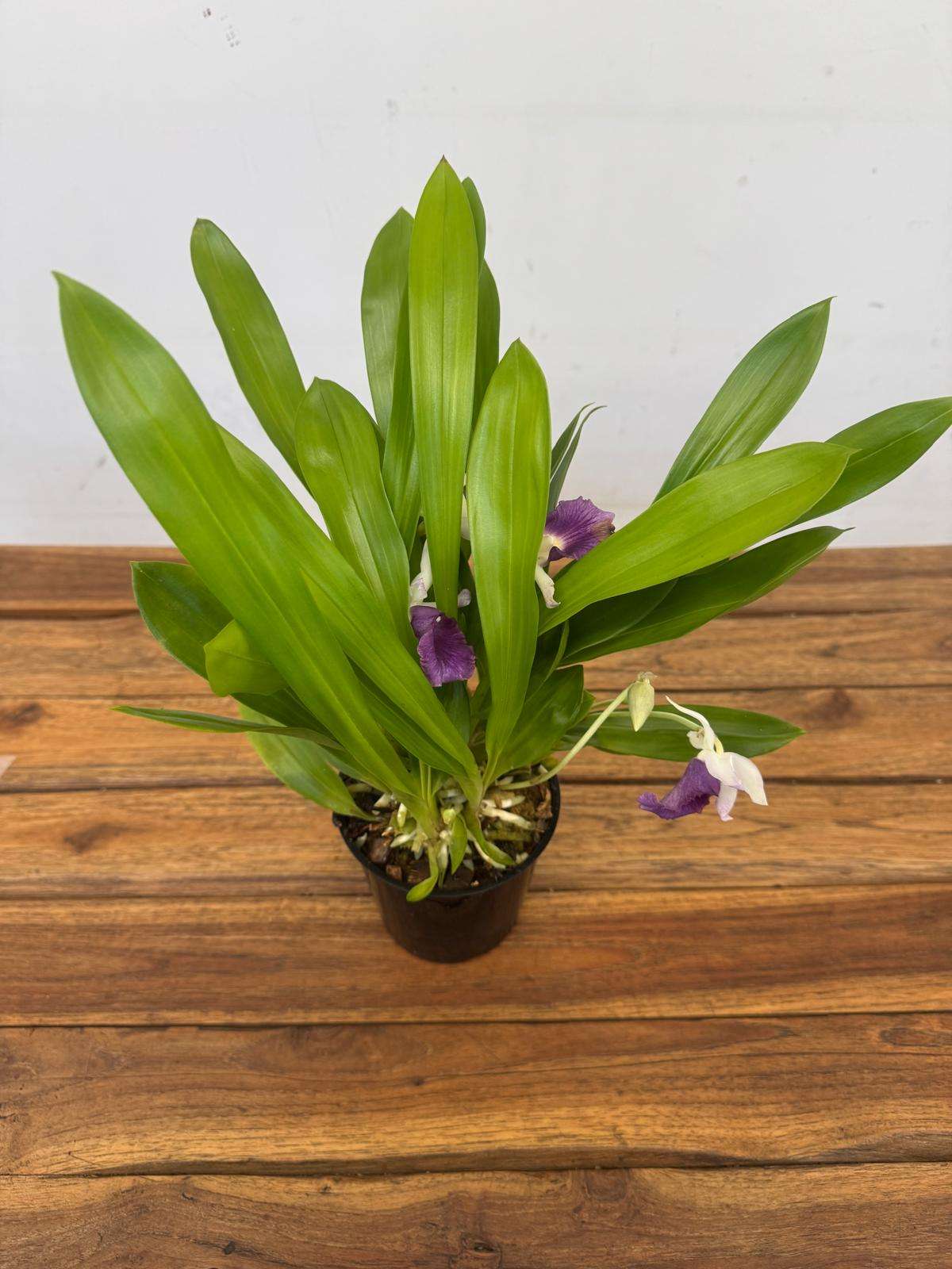 Cochleanthes 'Hybrid' - V.12 - Image 3
