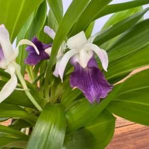 Cochleanthes 'Hybrid' - V.12