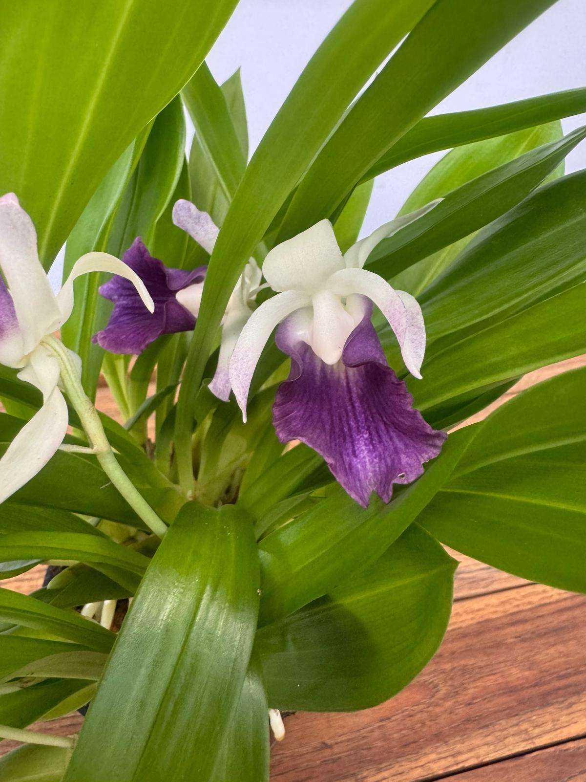 Cochleanthes 'Hybrid' - V.12