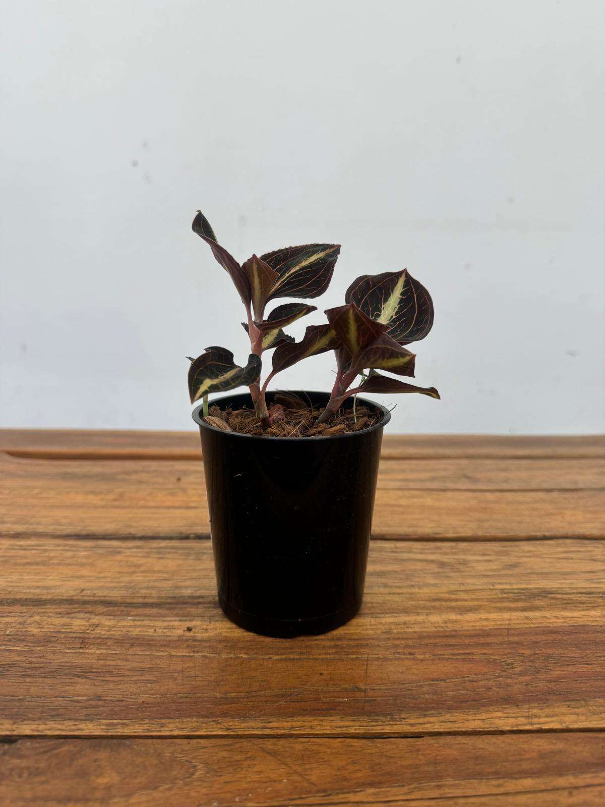Anoectochilus - V.9 - Image 2
