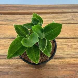 Anoectochilus Roxburghii 'Green' - V.9