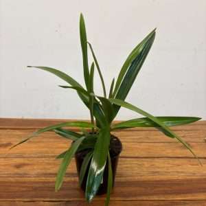 Epidendrum Floribundum 'Sem Flor' - V.12