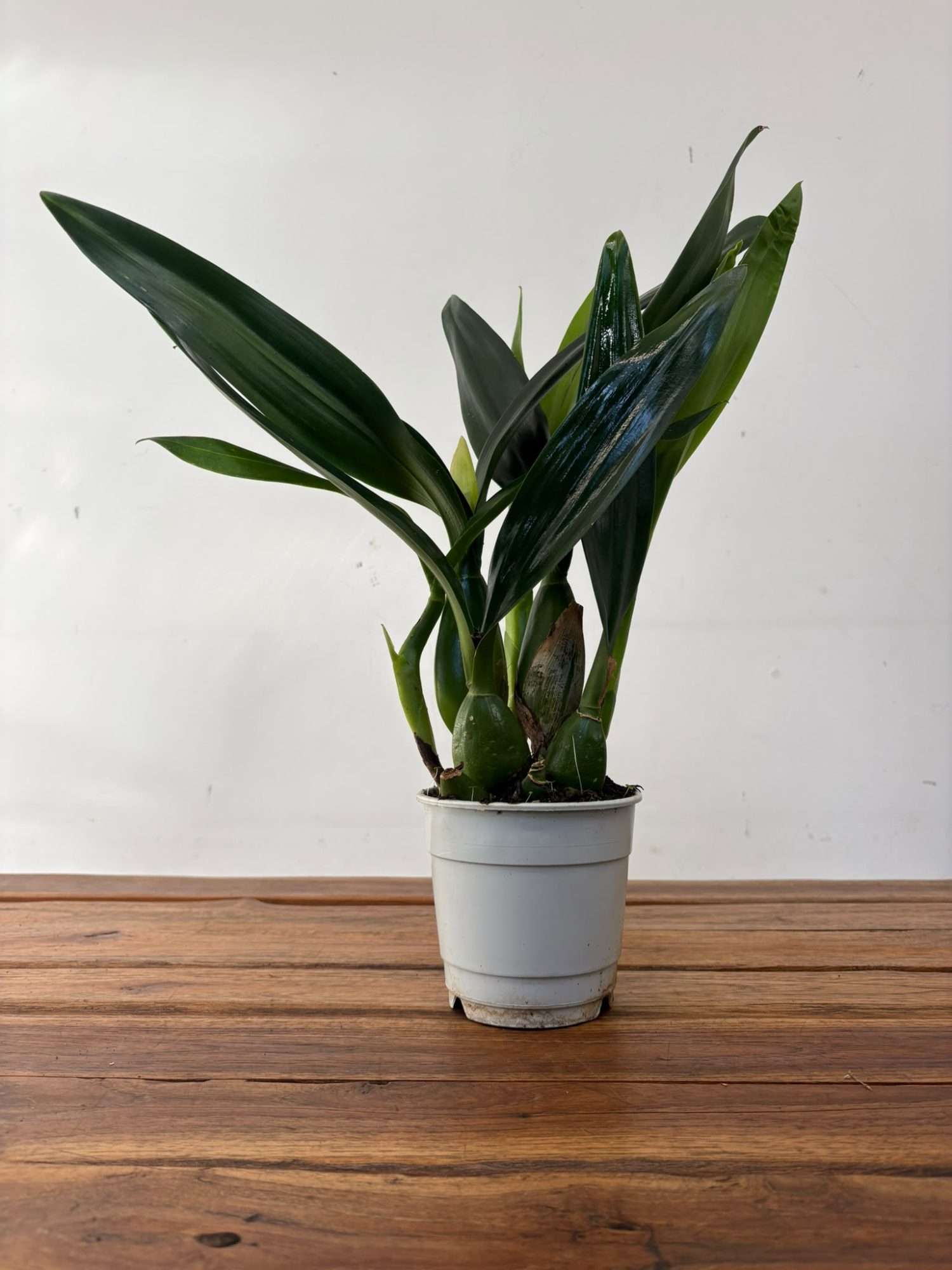 Encyclia Lancifolia x Epicattleya Miva Etoile - Sem Flor - Image 2