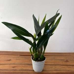 Encyclia Lancifolia x Epicattleya Miva Etoile - Sem Flor