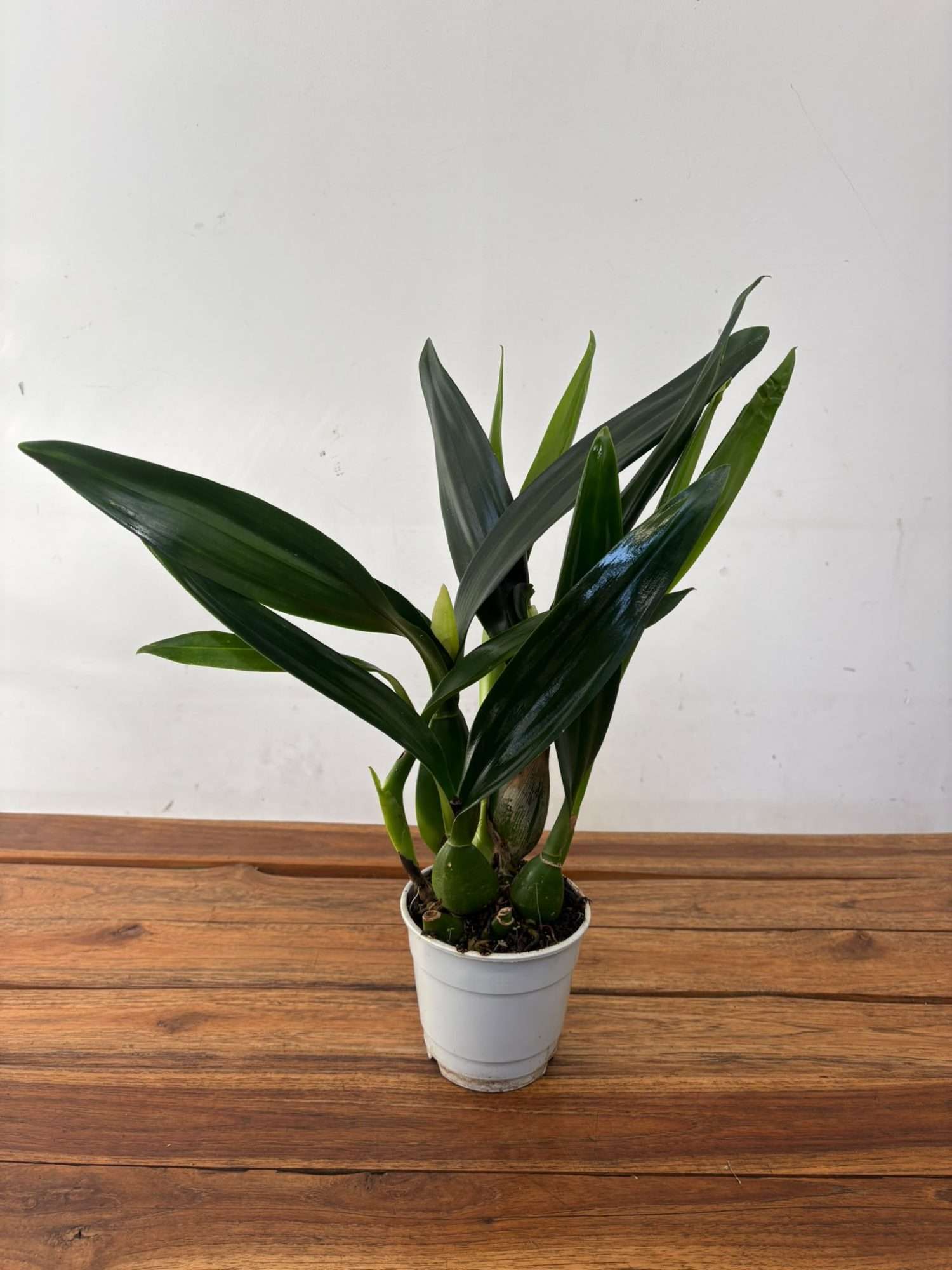 Encyclia Lancifolia x Epicattleya Miva Etoile - Sem Flor