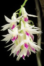 Dendrobium Amethystoglossum - Sem Flor