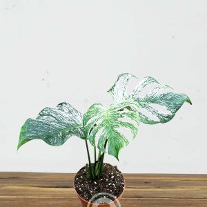 Monstera ‘Devil Monster’