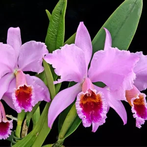Cattleya Percivaliana - Sem Flor