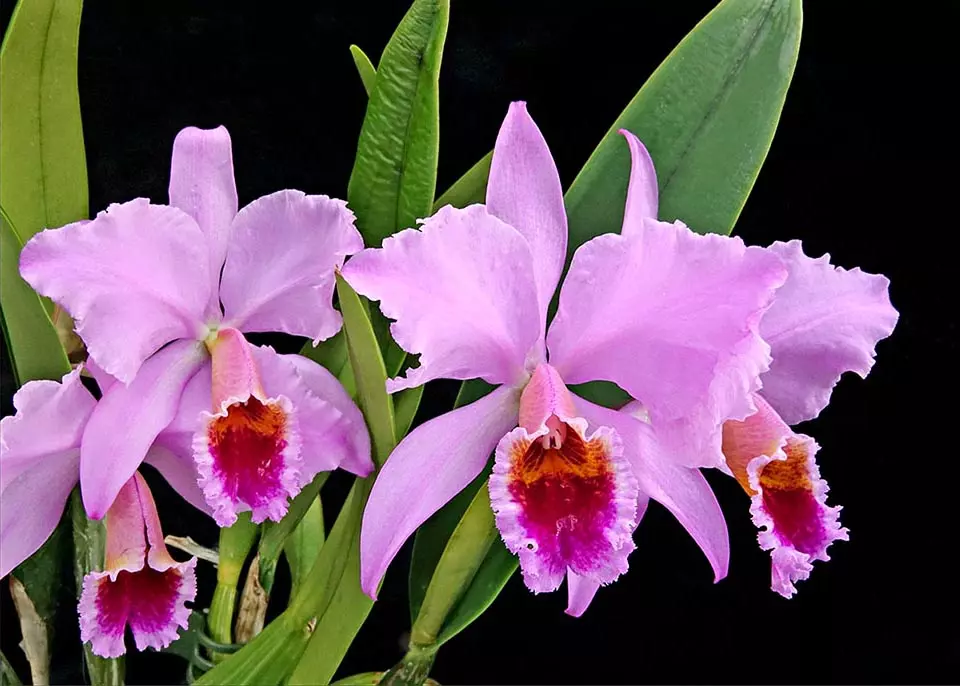 Cattleya Percivaliana - Sem Flor