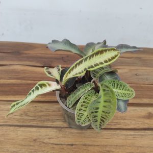 Labisia - Conjunto 3 plantas