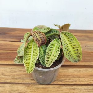 Labisia 'Riau Green'