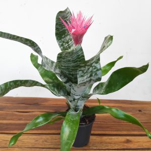 Aechmea Primera