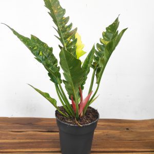 Philodendron Ring of Fire