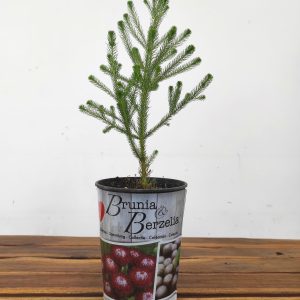 Berzelia Buttonbush Lime