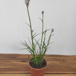 Anigozanthus Celebrations