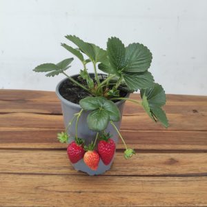 Morangueiro V. 2.5LT