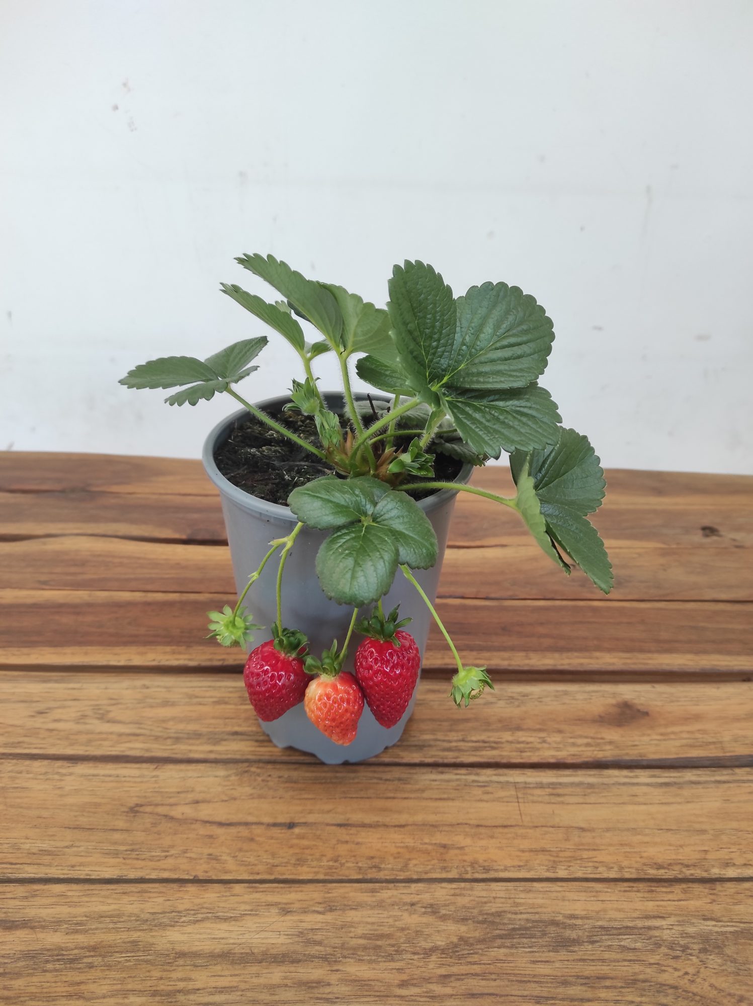 Morangueiro V. 2.5LT