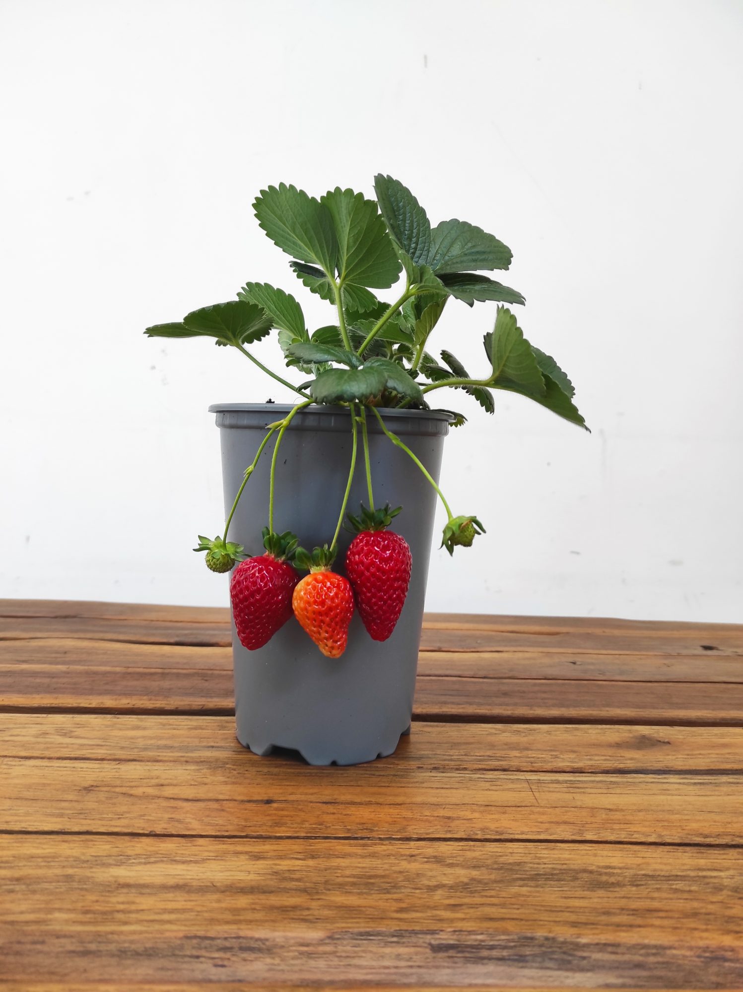 Morangueiro V. 2.5LT - Image 2