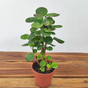 Polyscias Scutellaria