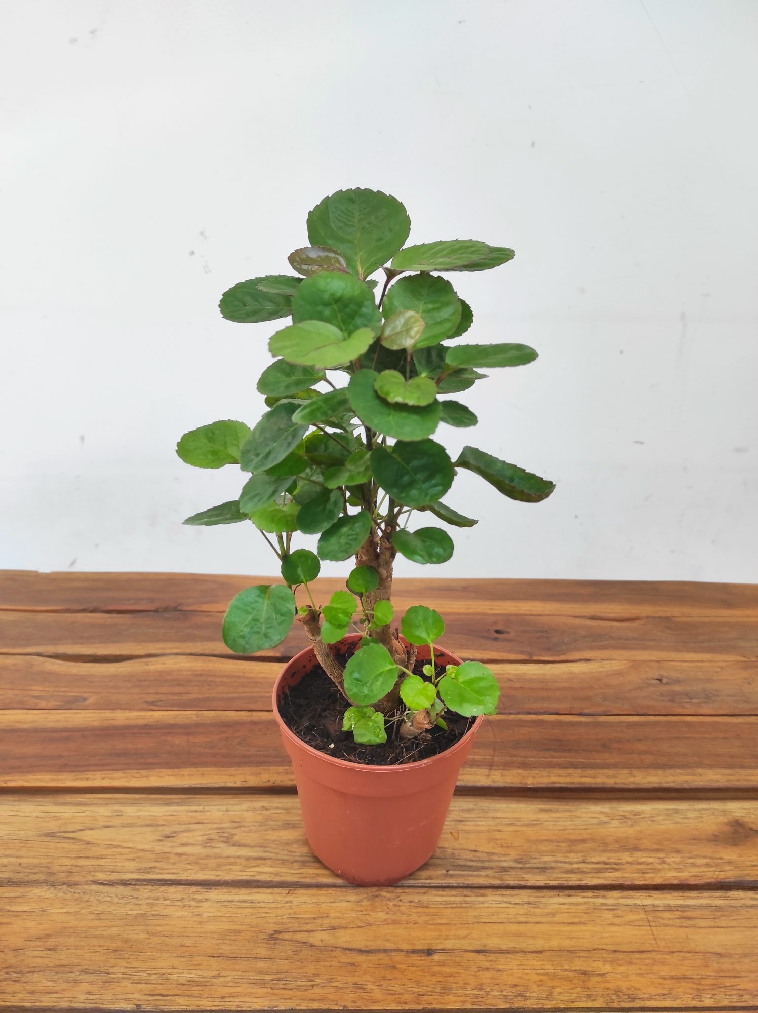 Polyscias Scutellaria