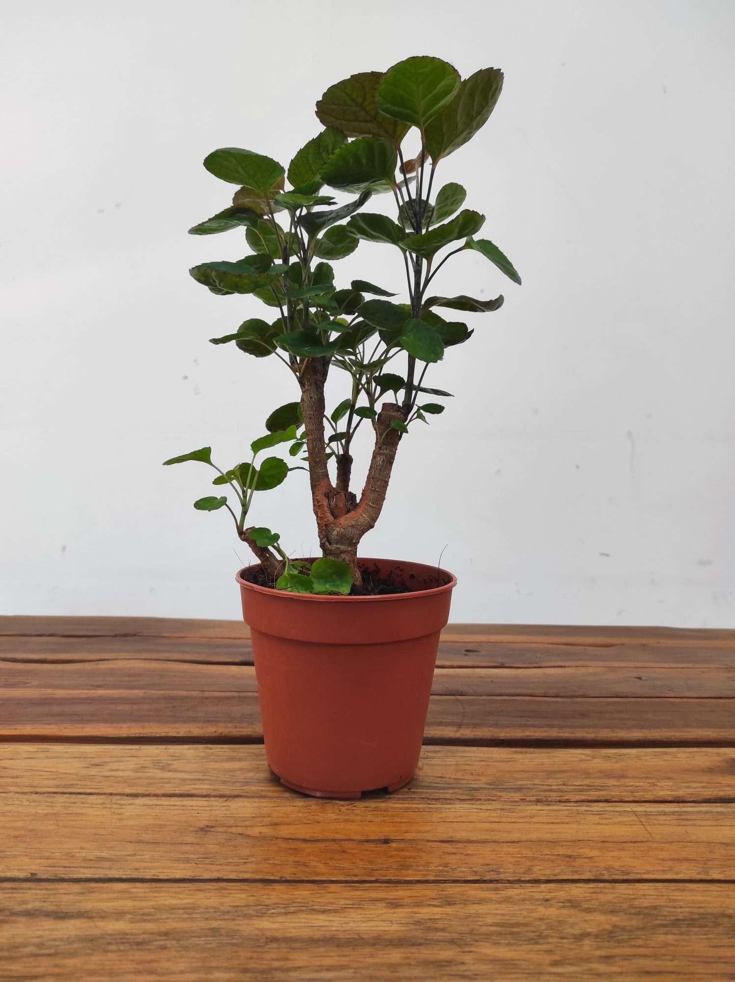 Polyscias Scutellaria - Image 2