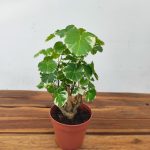 Polyscias Balfouriana