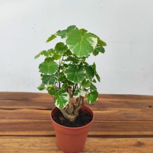 Polyscias Balfouriana