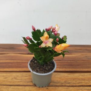 Schlumbergera = Ripsalis
