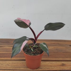 Philodendron Pink Princess