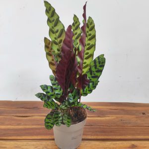 Calathea Lancifolia
