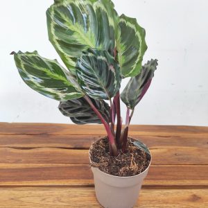 Calathea Roseopicta