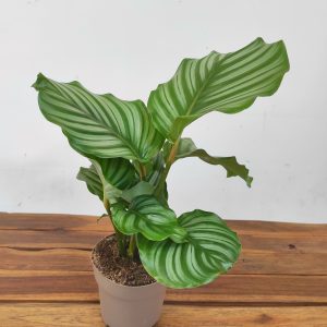 Calathea Orbifolia